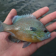 食べるとおいしい？『あつまれ どうぶつの森』で釣れる「ブルーギル」ってどんな魚？【平坂寛の『あつ森』博物誌】