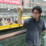 食べるとおいしい？『あつまれ どうぶつの森』で釣れる「ブルーギル」ってどんな魚？【平坂寛の『あつ森』博物誌】