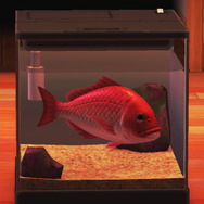 ニセモノに注意？『あつまれ どうぶつの森』で釣れるタイってどんな魚？【平坂寛の『あつ森』博物誌】