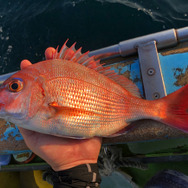 ニセモノに注意？『あつまれ どうぶつの森』で釣れるタイってどんな魚？【平坂寛の『あつ森』博物誌】