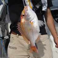 ニセモノに注意？『あつまれ どうぶつの森』で釣れるタイってどんな魚？【平坂寛の『あつ森』博物誌】