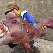 ニセモノに注意？『あつまれ どうぶつの森』で釣れるタイってどんな魚？【平坂寛の『あつ森』博物誌】