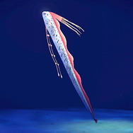 天変地異の前兆！？『あつまれ どうぶつの森』で釣れる「リュウグウノツカイ」ってどんな魚？【平坂寛の『あつ森』博物誌】