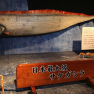 天変地異の前兆！？『あつまれ どうぶつの森』で釣れる「リュウグウノツカイ」ってどんな魚？【平坂寛の『あつ森』博物誌】