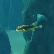 冬が旬？『あつまれどうぶつの森』で釣れる「フグ」について【平坂寛の『あつ森』博物誌】