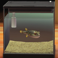 冬が旬？『あつまれどうぶつの森』で釣れる「フグ」について【平坂寛の『あつ森』博物誌】