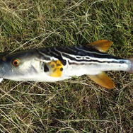 冬が旬？『あつまれどうぶつの森』で釣れる「フグ」について【平坂寛の『あつ森』博物誌】