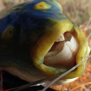 冬が旬？『あつまれどうぶつの森』で釣れる「フグ」について【平坂寛の『あつ森』博物誌】