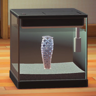 偕老同穴！『あつまれ どうぶつの森』に登場する「カイロウドウケツ」ってどんな生きもの？【平坂寛の『あつ森』博物誌】