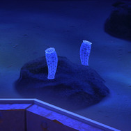 偕老同穴！『あつまれ どうぶつの森』に登場する「カイロウドウケツ」ってどんな生きもの？【平坂寛の『あつ森』博物誌】