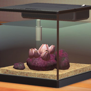 貝じゃない！味はカニ！『あつまれ どうぶつの森』の海の幸「フジツボ」って何者？【平坂寛の『あつ森』博物誌】