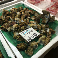 貝じゃない！味はカニ！『あつまれ どうぶつの森』の海の幸「フジツボ」って何者？【平坂寛の『あつ森』博物誌】