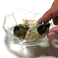 貝じゃない！味はカニ！『あつまれ どうぶつの森』の海の幸「フジツボ」って何者？【平坂寛の『あつ森』博物誌】