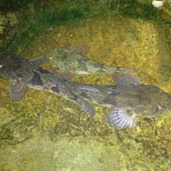 いつでもどこでも釣れるけど…『あつまれ どうぶつの森』の「ドンコ」ってどんな魚？【平坂寛の『あつ森』博物誌】