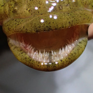 いつでもどこでも釣れるけど…『あつまれ どうぶつの森』の「ドンコ」ってどんな魚？【平坂寛の『あつ森』博物誌】