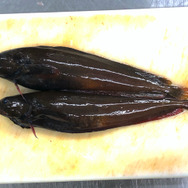 いつでもどこでも釣れるけど…『あつまれ どうぶつの森』の「ドンコ」ってどんな魚？【平坂寛の『あつ森』博物誌】