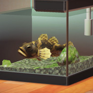 いつでもどこでも釣れるけど…『あつまれ どうぶつの森』の「ドンコ」ってどんな魚？【平坂寛の『あつ森』博物誌】