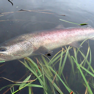 幻の魚はペリー提督の魚？『あつまれ どうぶつの森』で釣れる大魚「イトウ」とは【平坂寛の『あつ森』博物誌】