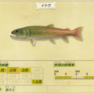 幻の魚はペリー提督の魚？『あつまれ どうぶつの森』で釣れる大魚「イトウ」とは【平坂寛の『あつ森』博物誌】