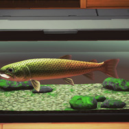 幻の魚はペリー提督の魚？『あつまれ どうぶつの森』で釣れる大魚「イトウ」とは【平坂寛の『あつ森』博物誌】