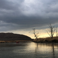 幻の魚はペリー提督の魚？『あつまれ どうぶつの森』で釣れる大魚「イトウ」とは【平坂寛の『あつ森』博物誌】