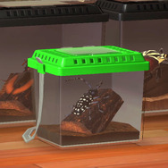 害虫だけどおいしい！？『あつまれ どうぶつの森』に登場する「ゴマダラカミキリ」ってどんな虫？【平坂寛の『あつ森』博物誌】