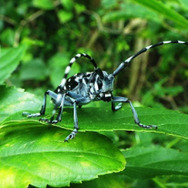 害虫だけどおいしい！？『あつまれ どうぶつの森』に登場する「ゴマダラカミキリ」ってどんな虫？【平坂寛の『あつ森』博物誌】