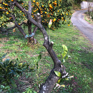 害虫だけどおいしい！？『あつまれ どうぶつの森』に登場する「ゴマダラカミキリ」ってどんな虫？【平坂寛の『あつ森』博物誌】