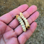 害虫だけどおいしい！？『あつまれ どうぶつの森』に登場する「ゴマダラカミキリ」ってどんな虫？【平坂寛の『あつ森』博物誌】