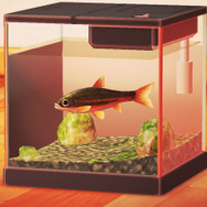 地味になったり派手になったり…『あつまれ どうぶつの森』で釣れる「ウグイ」ってどんな魚？【平坂寛の『あつ森』博物誌】