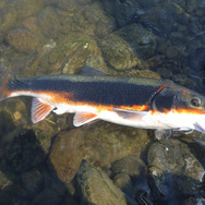 地味になったり派手になったり…『あつまれ どうぶつの森』で釣れる「ウグイ」ってどんな魚？【平坂寛の『あつ森』博物誌】