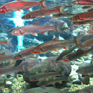 地味になったり派手になったり…『あつまれ どうぶつの森』で釣れる「ウグイ」ってどんな魚？【平坂寛の『あつ森』博物誌】