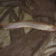 食べてよし、薬効もあり！？『あつまれ どうぶつの森』で釣れる「ドジョウ」について【平坂寛の『あつ森』博物誌】