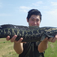 食べてよし、薬効もあり！？『あつまれ どうぶつの森』で釣れる「ドジョウ」について【平坂寛の『あつ森』博物誌】