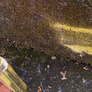 【実験】ファミコンのゴールドカートリッジ、その反射光はどこまで届く？その輝きは野山に満ちて