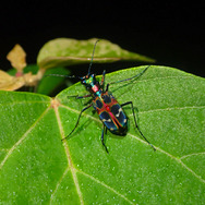 「ミチオシエ」の導く先は!?『あつまれ どうぶつの森』に登場する「ハンミョウ」ってどんな虫?【平坂寛の『あつ森』博物誌】