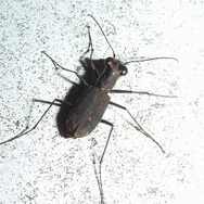 「ミチオシエ」の導く先は!?『あつまれ どうぶつの森』に登場する「ハンミョウ」ってどんな虫?【平坂寛の『あつ森』博物誌】