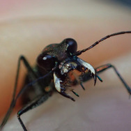 「ミチオシエ」の導く先は!?『あつまれ どうぶつの森』に登場する「ハンミョウ」ってどんな虫?【平坂寛の『あつ森』博物誌】