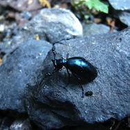 「ミチオシエ」の導く先は!?『あつまれ どうぶつの森』に登場する「ハンミョウ」ってどんな虫?【平坂寛の『あつ森』博物誌】