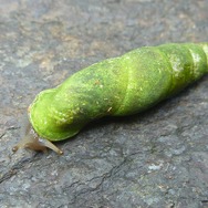 岩の上にいるのはカルシウム補給のため？『あつまれ どうぶつの森』に登場する「カタツムリ」について【平坂寛の『あつ森』博物誌】