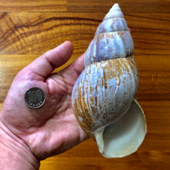 岩の上にいるのはカルシウム補給のため？『あつまれ どうぶつの森』に登場する「カタツムリ」について【平坂寛の『あつ森』博物誌】