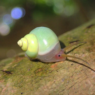 岩の上にいるのはカルシウム補給のため？『あつまれ どうぶつの森』に登場する「カタツムリ」について【平坂寛の『あつ森』博物誌】