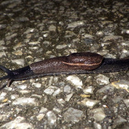 岩の上にいるのはカルシウム補給のため？『あつまれ どうぶつの森』に登場する「カタツムリ」について【平坂寛の『あつ森』博物誌】