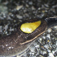 岩の上にいるのはカルシウム補給のため？『あつまれ どうぶつの森』に登場する「カタツムリ」について【平坂寛の『あつ森』博物誌】