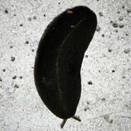 岩の上にいるのはカルシウム補給のため？『あつまれ どうぶつの森』に登場する「カタツムリ」について【平坂寛の『あつ森』博物誌】