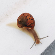 岩の上にいるのはカルシウム補給のため？『あつまれ どうぶつの森』に登場する「カタツムリ」について【平坂寛の『あつ森』博物誌】