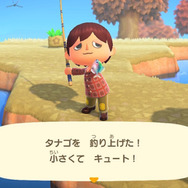 日本が世界に誇る美魚!『あつまれ どうぶつの森』で釣れる「タナゴ」ってどんな魚?【平坂寛の『あつ森』博物誌】