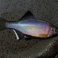 日本が世界に誇る美魚!『あつまれ どうぶつの森』で釣れる「タナゴ」ってどんな魚?【平坂寛の『あつ森』博物誌】