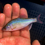 日本が世界に誇る美魚!『あつまれ どうぶつの森』で釣れる「タナゴ」ってどんな魚?【平坂寛の『あつ森』博物誌】
