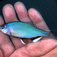 日本が世界に誇る美魚!『あつまれ どうぶつの森』で釣れる「タナゴ」ってどんな魚?【平坂寛の『あつ森』博物誌】